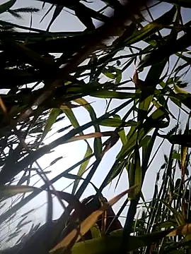 Snapshot of Juli_rathore chatting on February 23, 5:09 am Juli rathore online show from February 23, 5:09 am