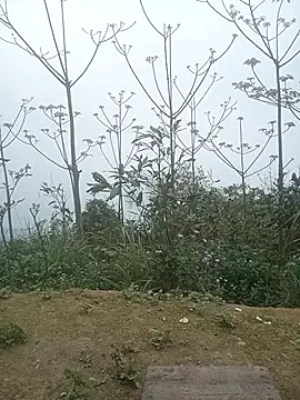 cutebobi online show from March 2, 3:29 am