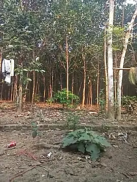 Nuna 689 online show from March 31, 9:22 am