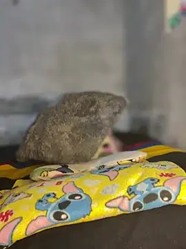 Snapshot of Iam_AlexandraRey chatting on February 3, 7:13 am Iam AlexandraRey online show from February 3, 7:13 am