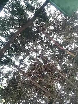 bhavna pandit online show from April 13, 12:25 am