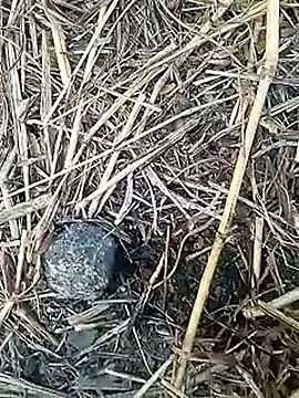 Snapshot of Cute_Boy_4 chatting on February 4, 2:28 am Cute Boy 4 online show from February 4, 2:28 am