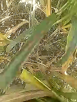 Snapshot of Cute_Boy_4 chatting on March 1, 5:18 am Cute Boy 4 online show from March 1, 5:18 am