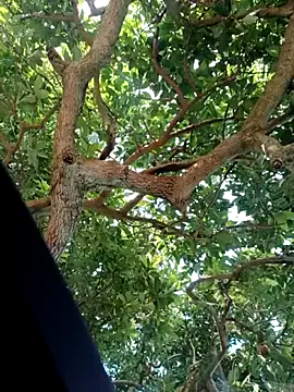 Mkhothiwesibumbu online show from February 2, 6:12 am