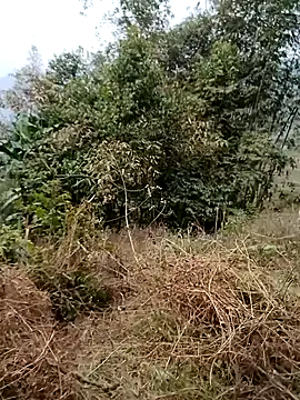 Snapshot of sushi-asa chatting on February 24, 1:50 am sushi-asa online show from February 24, 1:50 am