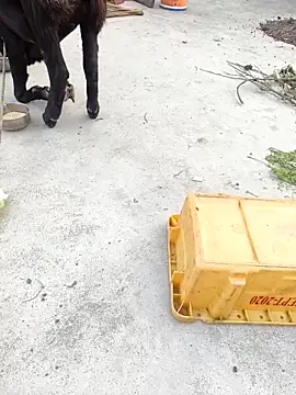 rubitrides11 online show from February 7, 11:29 am