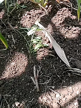 ashwiniraj567 online show from February 11, 6:35 am