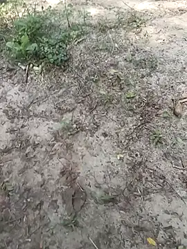 kalai 32 online show from February 3, 6:33 am