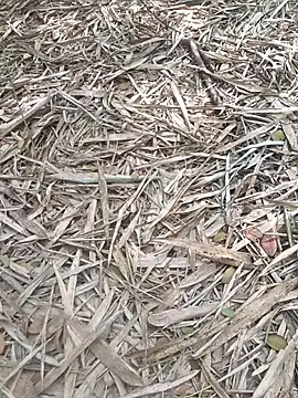 kalai 32 online show from February 6, 6:53 am