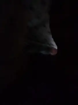 Snapshot of May_Bombs chatting on February 5, 10:49 pm May Bombs online show from February 5, 10:49 pm