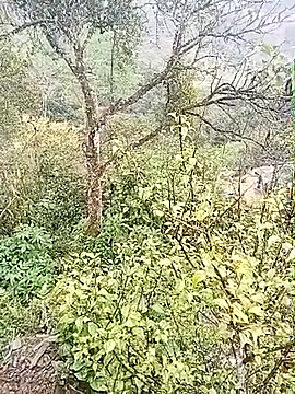 Luminana online show from March 7, 12:50 am