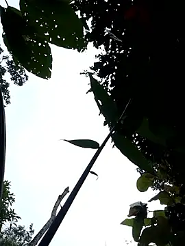 Linka998 online show from April 3, 11:11 pm