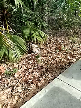 Snapshot of exhibitionistmale chatting on February 9, 6:28 pm exhibitionistmale online show from February 9, 6:28 pm