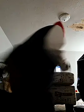 Snapshot of stressrliver88 chatting on February 24, 2:51 pm stressrliver88 online show from February 24, 2:51 pm