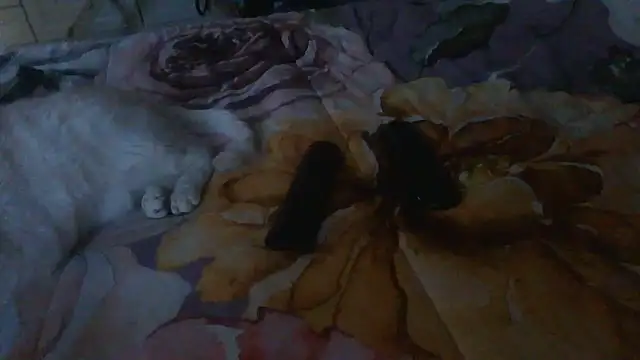 luanahot1 online show from March 31, 7:43 am