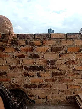 kiki milu online show from March 17, 1:47 pm