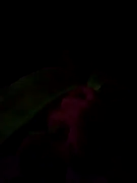 joceliogumieiromozeli- online show from May 17, 11:49 pm