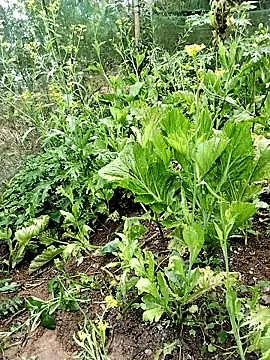 Snapshot of ngocbao11 chatting on February 26, 1:05 am ngocbao11 online show from February 26, 1:05 am