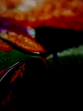 wifedesi7050 online show from April 20, 8:21 pm