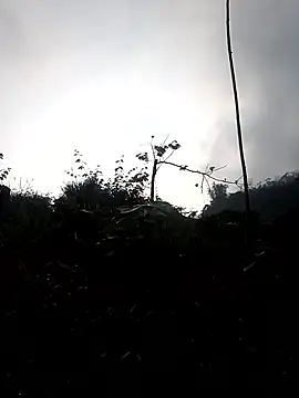 elen8800 online show from March 3, 1:12 am