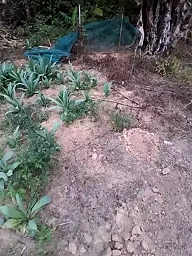 zanh99 online show from April 8, 11:22 am