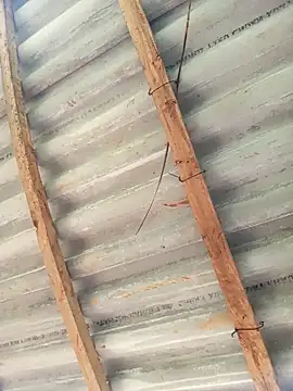 Heylen hooo online show from March 26, 5:17 am