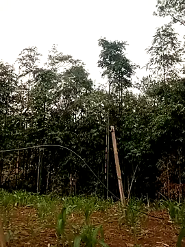 lyly sexx online show from April 16, 12:44 am