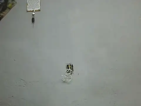 UrsoBissexualPauGrosso online show from March 28, 12:22 am