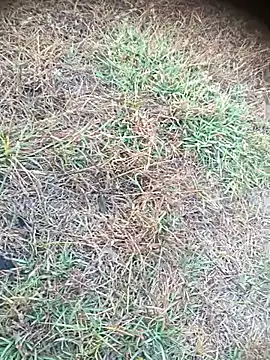 Ambala1 online show from April 21, 1:18 am