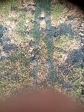 Ambala1 online show from April 21, 1:42 am