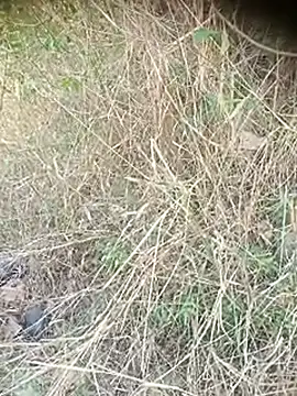 Ambala1 online show from April 12, 6:38 am