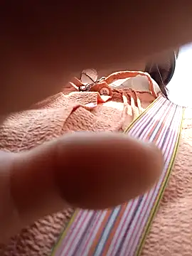 Yellow-pink online show from May 15, 2:09 am