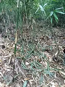 kalara kail online show from March 16, 1:57 am