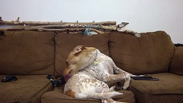 DavidEugeneOr online show from April 22, 8:21 am