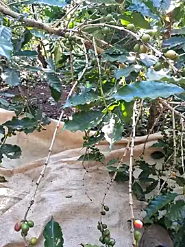 90-45 online show from April 15, 10:32 am