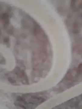 sk022 online show from April 15, 6:34 pm