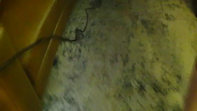 gaydandyboy online show from May 18, 3:39 am