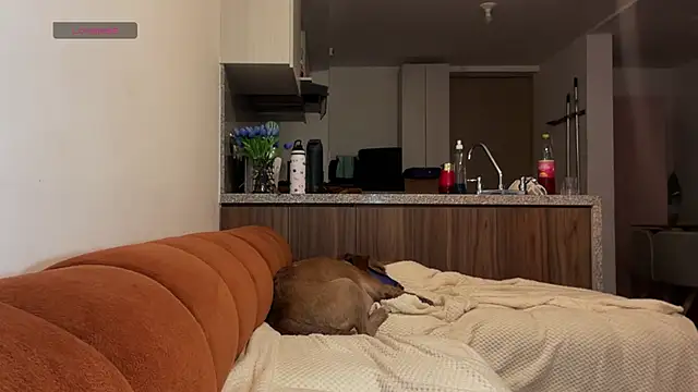 niah 11 online show from June 7, 11:10 pm