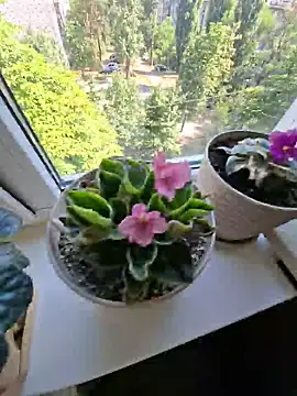 Snapshot of Meri_a chatting on July 3, 6:53 am Meri a online show from July 3, 6:53 am