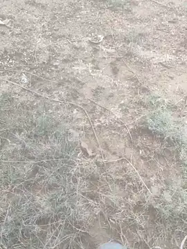 telugubidda333 online show from June 21, 4:51 am