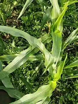 ThethunderPo online show from March 17, 2:25 am