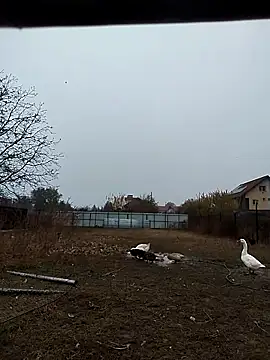 Snapshot of sarpe4 chatting on November 2, 6:40 am sarpe4 online show from November 2, 6:40 am