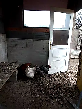 Snapshot of sarpe4 chatting on November 22, 7:29 am sarpe4 online show from November 22, 7:29 am