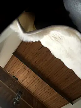 Snapshot of odbodu chatting on November 22, 8:51 pm odbodu online show from November 22, 8:51 pm