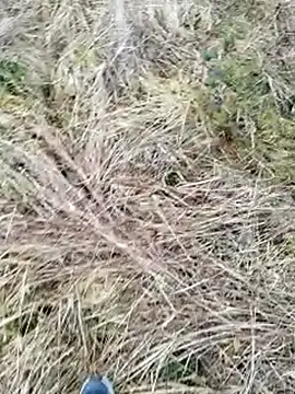 Snapshot of Muzz_2020 chatting on March 17, 7:13 am Muzz 2020 online show from March 17, 7:13 am