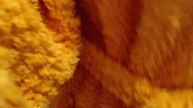 larawet online show from February 26, 6:48 pm