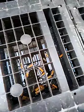 Ethangay online show from February 25, 7:19 am