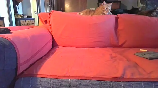 naked bear online show from February 5, 10:41 am