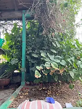 sofy alone online show from February 5, 11:28 am