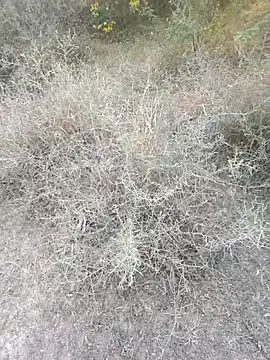 rameshmry1 online show from March 6, 12:11 pm